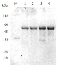 Tubulin alpha chain (monoclonal antibody) in the group Antibodies Plant/Algal / Developmental Biology / Cytoskeleton at Agrisera AB (Antibodies for research) (AS20 4483)
